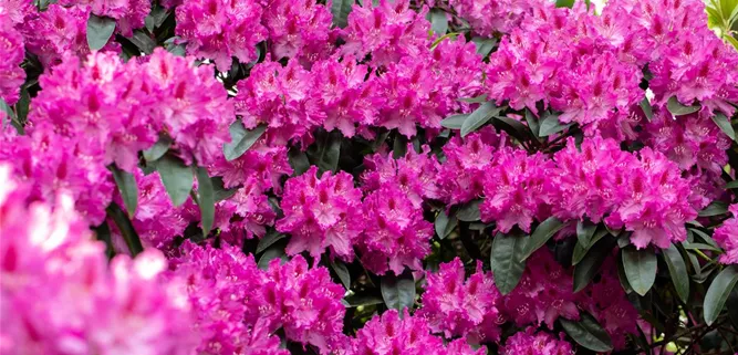 Rhododendron im Garten Rhododendron im Garten