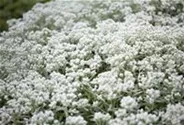Garten-Perlkörbchen 'Silberregen'