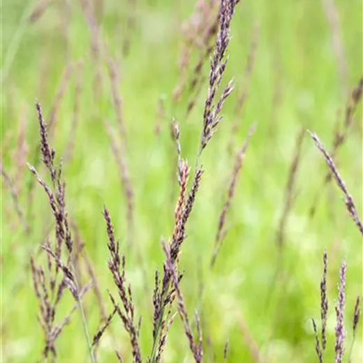 Kleines Pfeifengras Kleines Pfeifengras