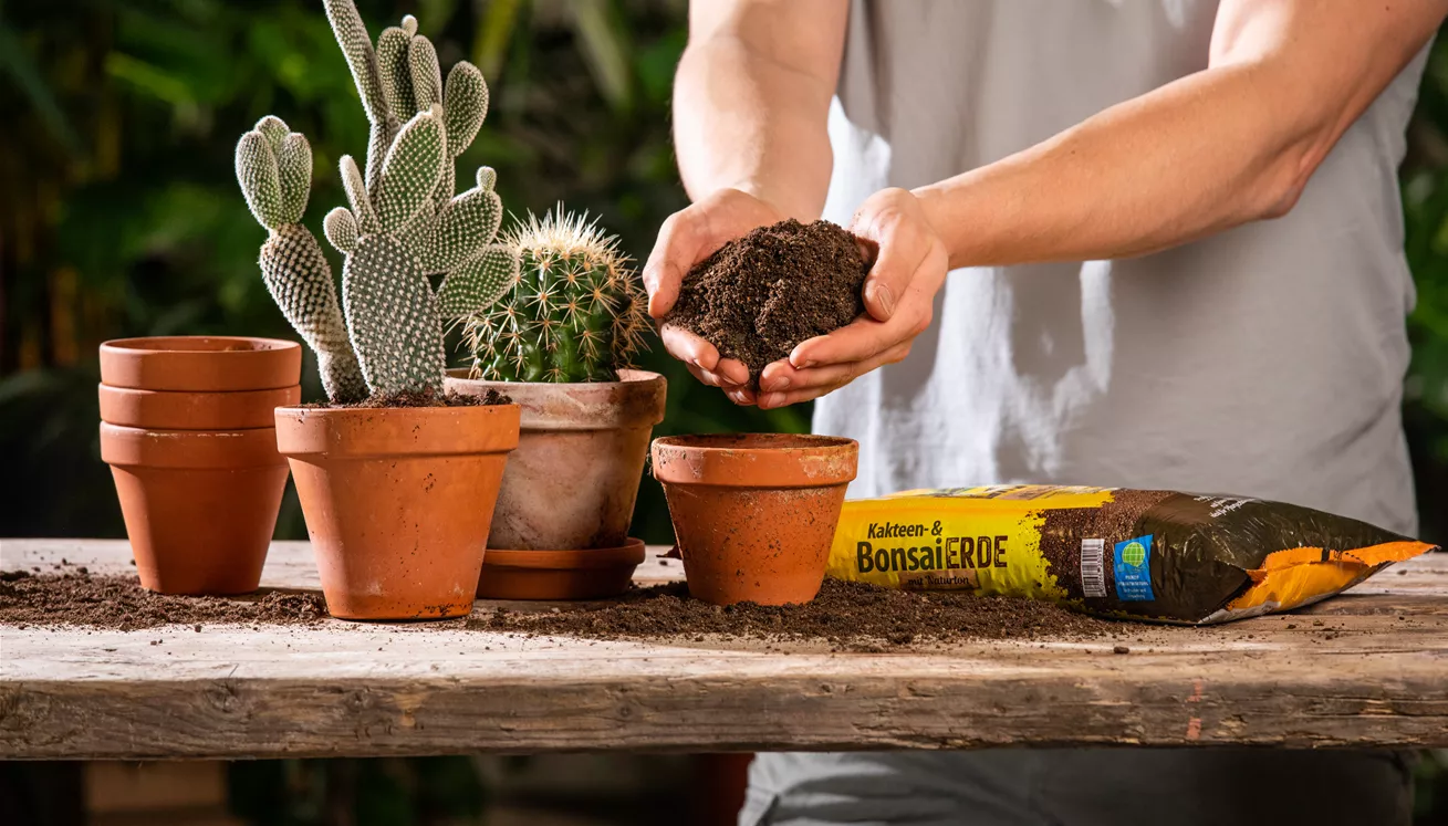 ginseng bonsai pflegeanleitung Tipps zur Pflege deiner Pflanze : Ficus microcarpa ginseng –  PflanzenFuerAlle