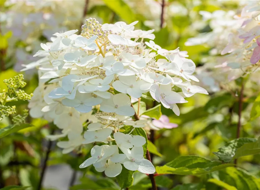 Hydrangea paniculata 'Unique' Hydrangea paniculata 'Unique'