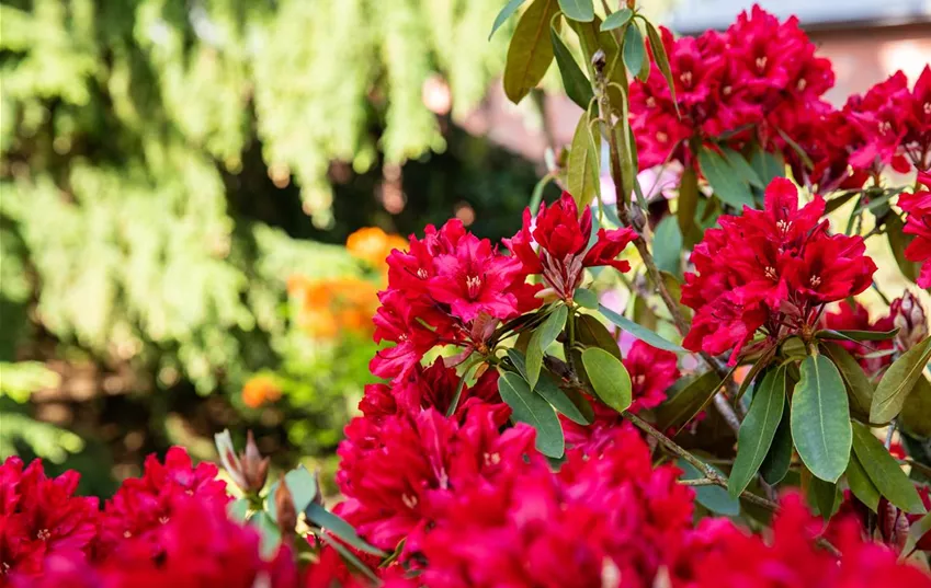 Wie wäre ein rotes Rhododendronbeet? Wie wäre ein rotes Rhododendronbeet?