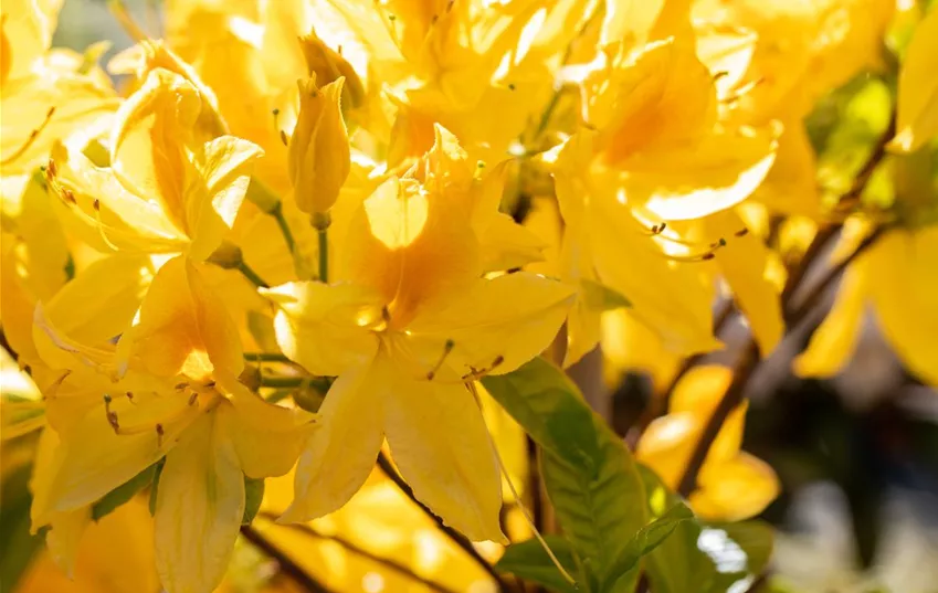 Wie wäre es mit einer Strauchrose in deinem Rosenbeet? Rhododendron luteum 'Goldtopas'