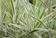 Garten-Rohr-Glanzgras 'Feesey'