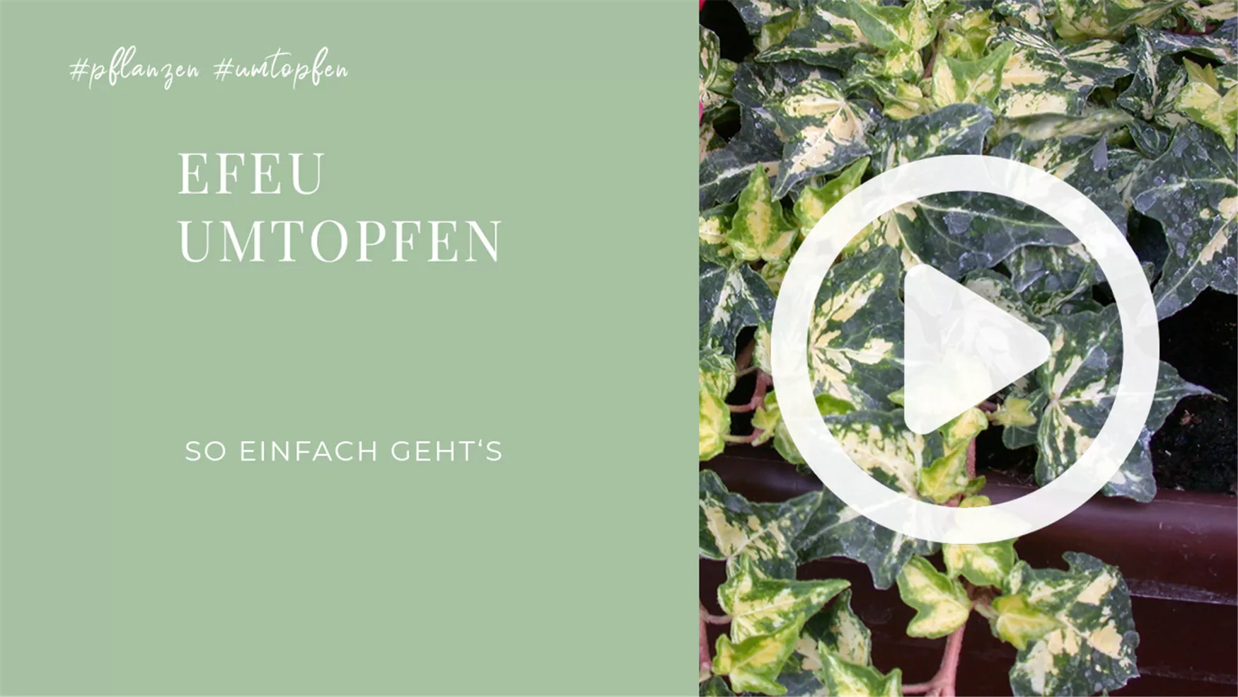 Efeu - Umtopfen Efeu - Umtopfen