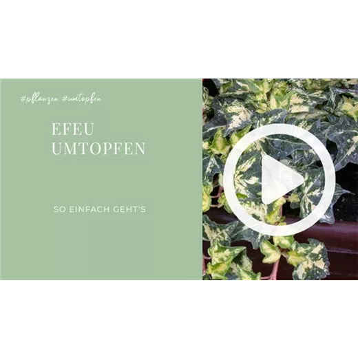 Efeu - Umtopfen Efeu - Umtopfen