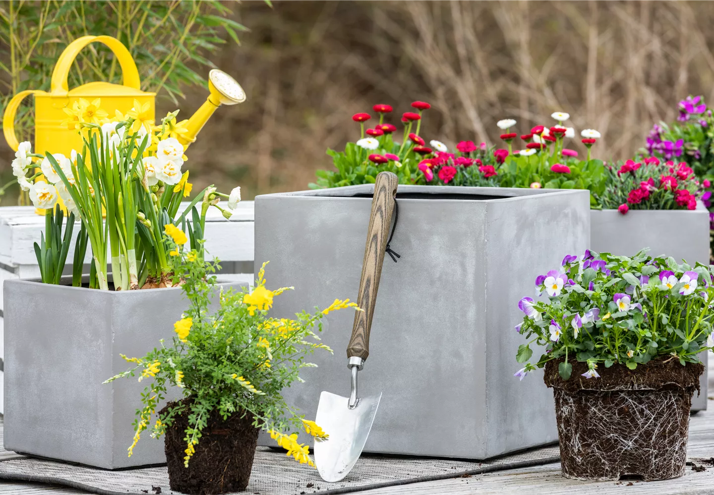 Frühlingsblumenmix im Betonkübel Frühlingsblumenmix im Betonkübel