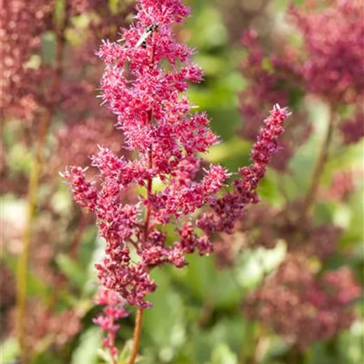 Garten-Prachtspiere 'Bremen' Garten-Prachtspiere 'Bremen'