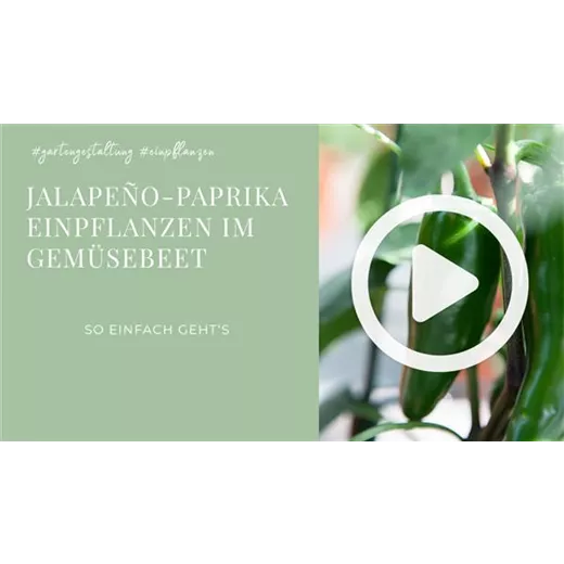 Jalapeno Paprika- Einpflanzen im Gemüsebeet