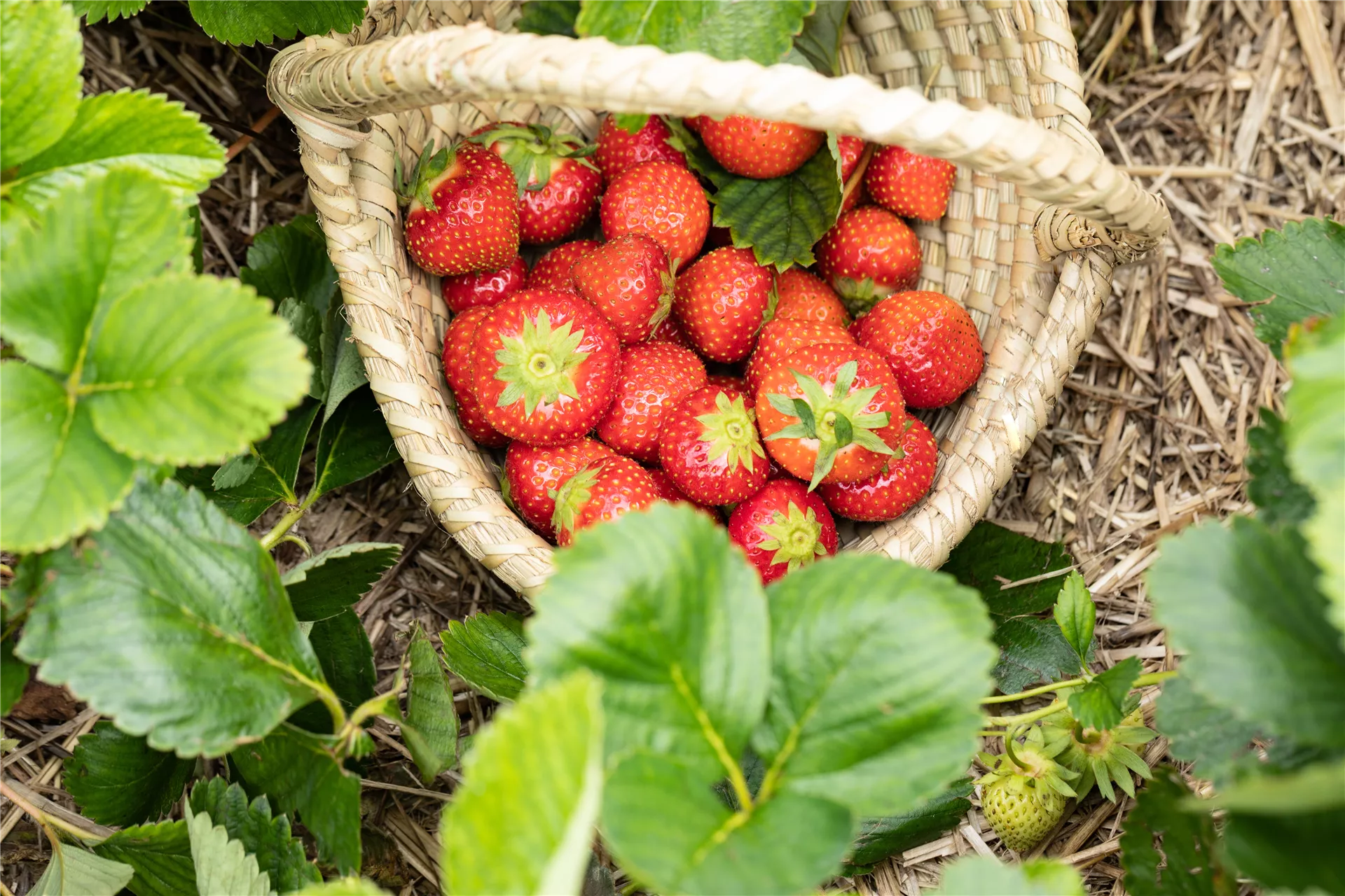 Die leckersten Beeren sind rot Die leckersten Beeren sind rot