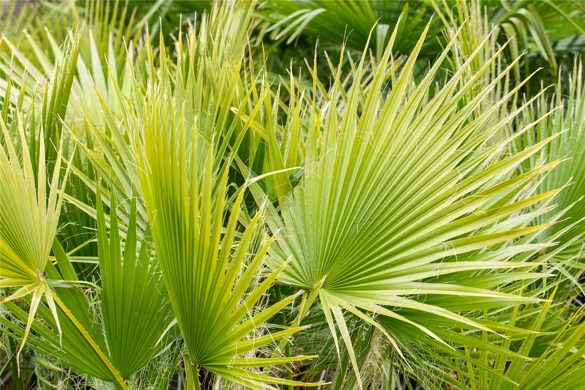 Palmenzauber in greifbarer Nähe Palmenzauber in greifbarer Nähe