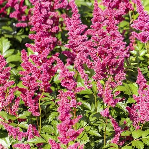 Garten-Prachtspiere 'Mainz' Garten-Prachtspiere 'Mainz'