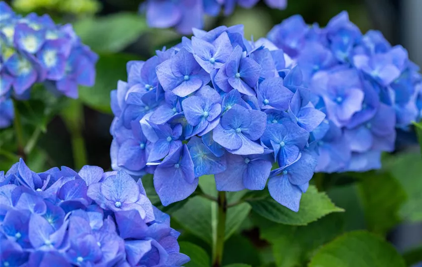 Hydrangea macrophylla, blau Hydrangea macrophylla, blau