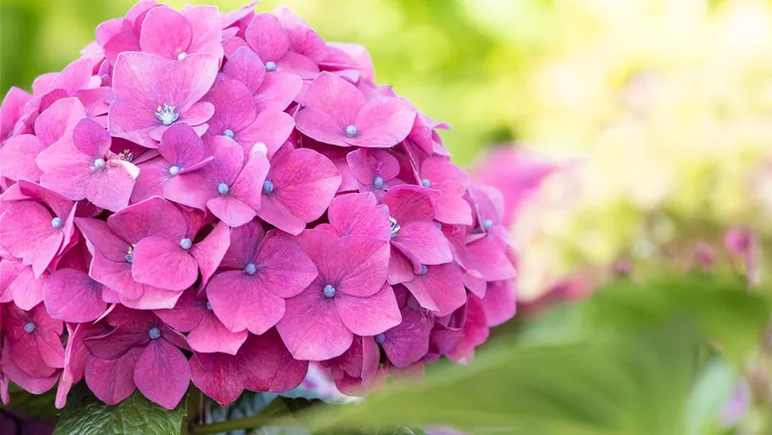 Hydrangea macrophylla, rosa Hydrangea macrophylla, rosa