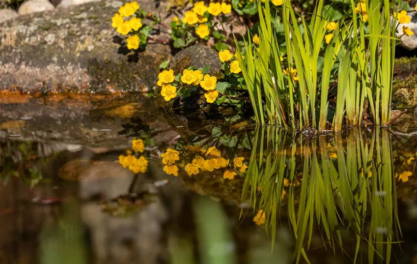 Sumpf-Dotterblume am Teich Sumpf-Dotterblume am Teich
