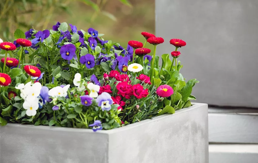 Frühlingsblumenmix im Betonkübel Frühlingsblumenmix im Betonkübel