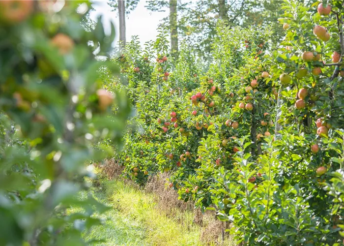 Obstgehölze brauchen besondere Aufmerksamkeit
