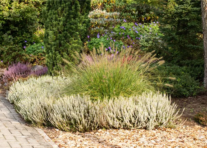 Feine Blüten für deinen Garten 