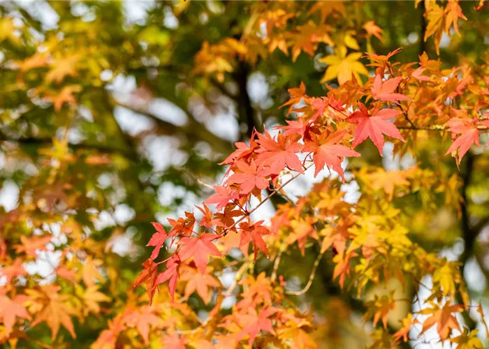 Wow-Effekt im Frühjahr und Herbst