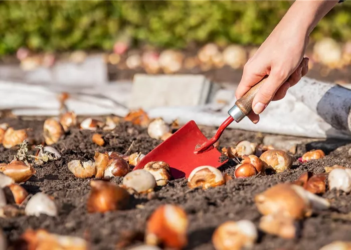 Setze jetzt dein Frühlings-Blütenmeer