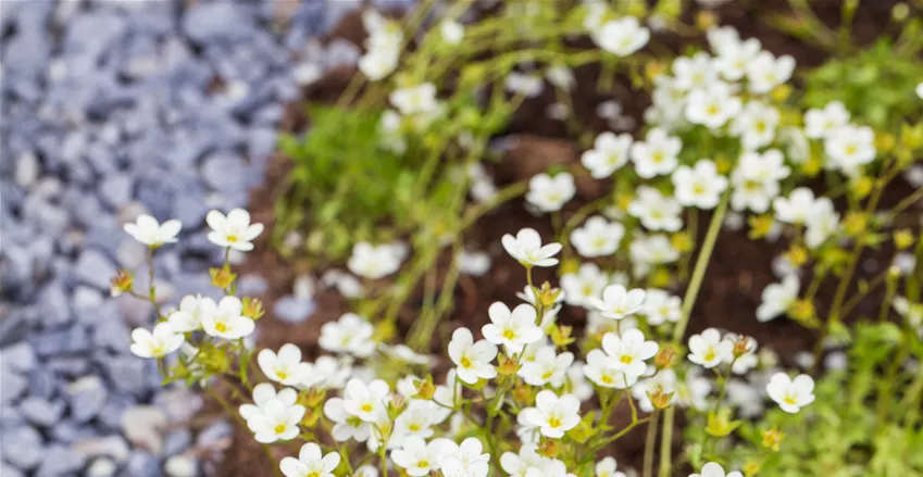 Saxifraga x arendsii Saxifraga x arendsii