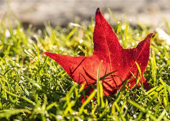 So lässt du dein Gartenjahr floral ausklingen So lässt du dein Gartenjahr floral ausklingen