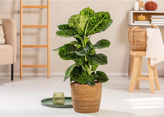 Lass deinen grünen Daumen raus! Lass deinen grünen Daumen raus!