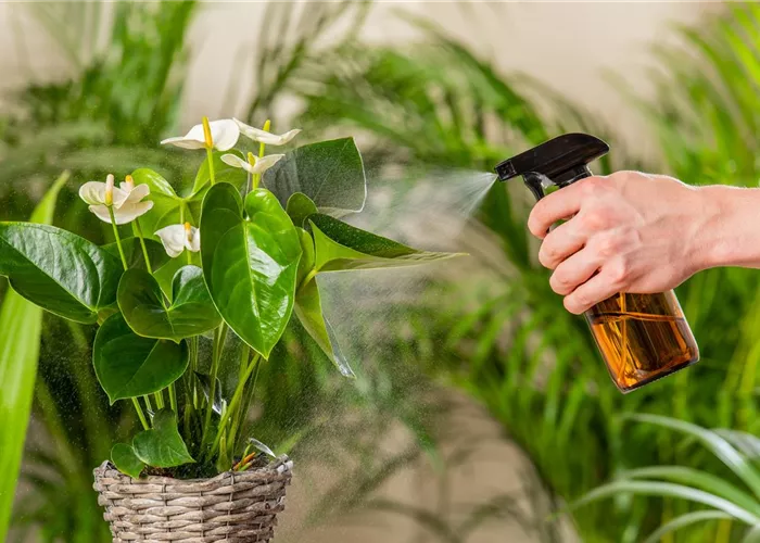 Tu deinen Zimmerpflanzen etwas Gutes!