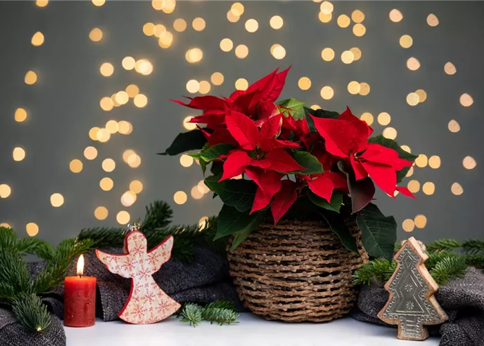 Ein weihnachtliches Kleid für deine Zimmerpflanzen