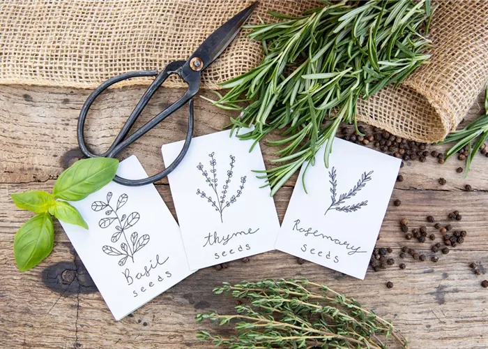 Das gesunde Wintergrün von der Fensterbank