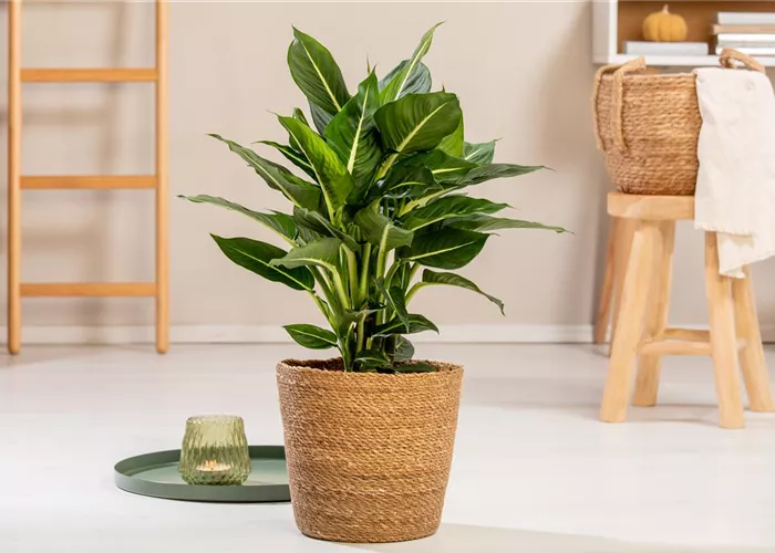 Ein Geschenk, das lange Freude bringt