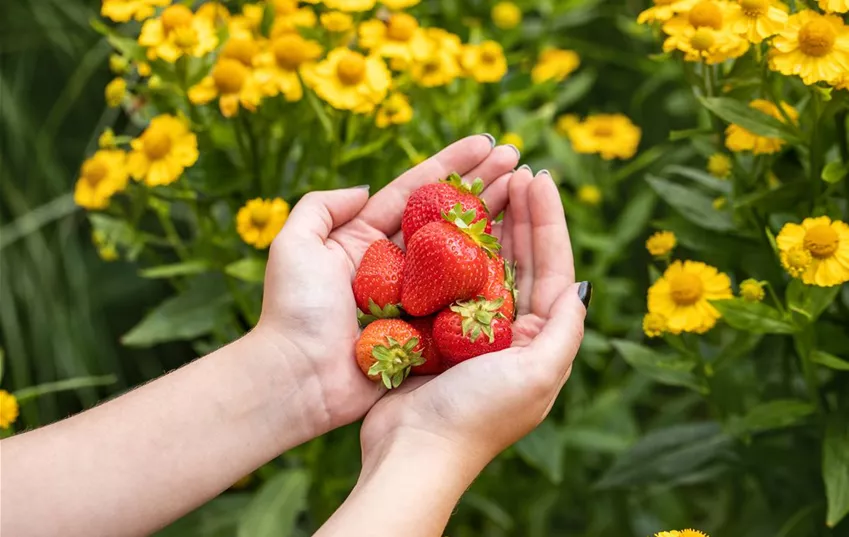 Frau hält Erdbeeren in den Händen Frau hält Erdbeeren in den Händen