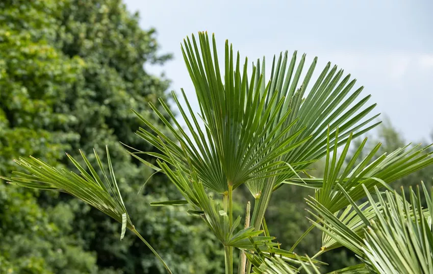 Hanfpalme im Garten Hanfpalme im Garten