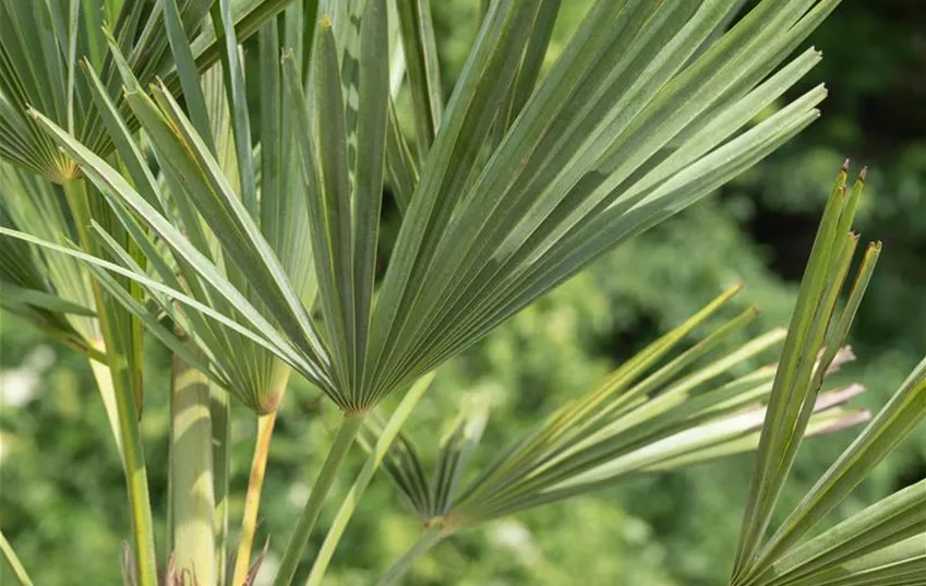 Trachycarpus fortunei Trachycarpus fortunei