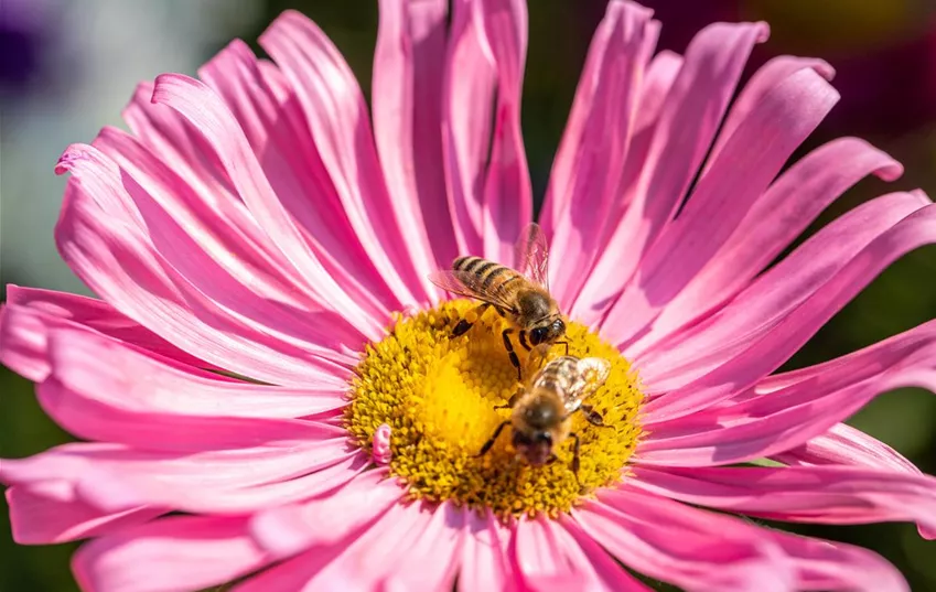 Bienen auf Blüte Bienen auf Blüte