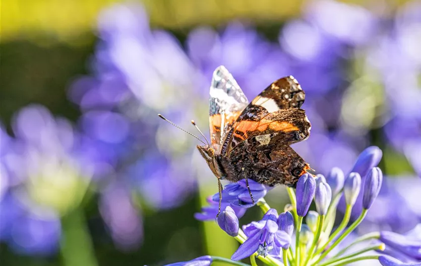 Schmetterling auf Blüte Schmetterling auf Blüte