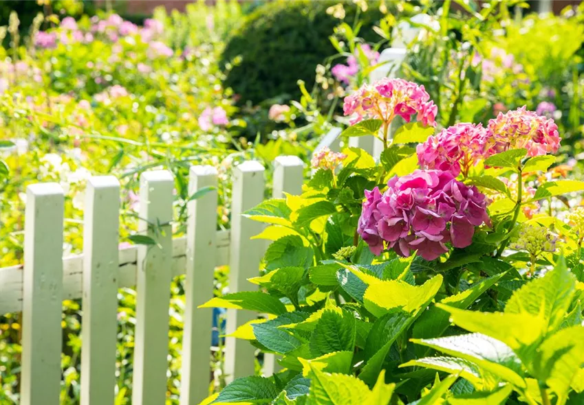 Hortensie am Zaun Hortensie am Zaun