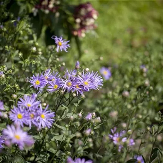 Garten-Sommer-Aster 'Rudolf Goethe' Garten-Sommer-Aster 'Rudolf Goethe'