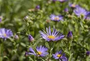Garten-Sommer-Aster 'Sternkugel'