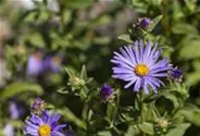Garten-Sommer-Aster 'Sternkugel'