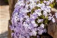 Garten-Teppich-Flammenblume