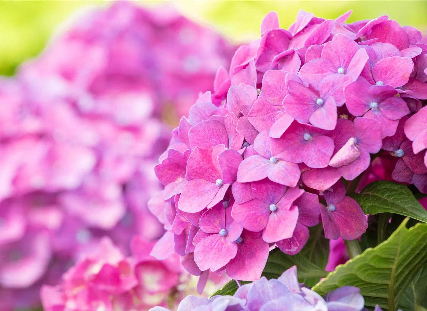 Hydrangea macrophylla, rosa Hydrangea macrophylla, rosa