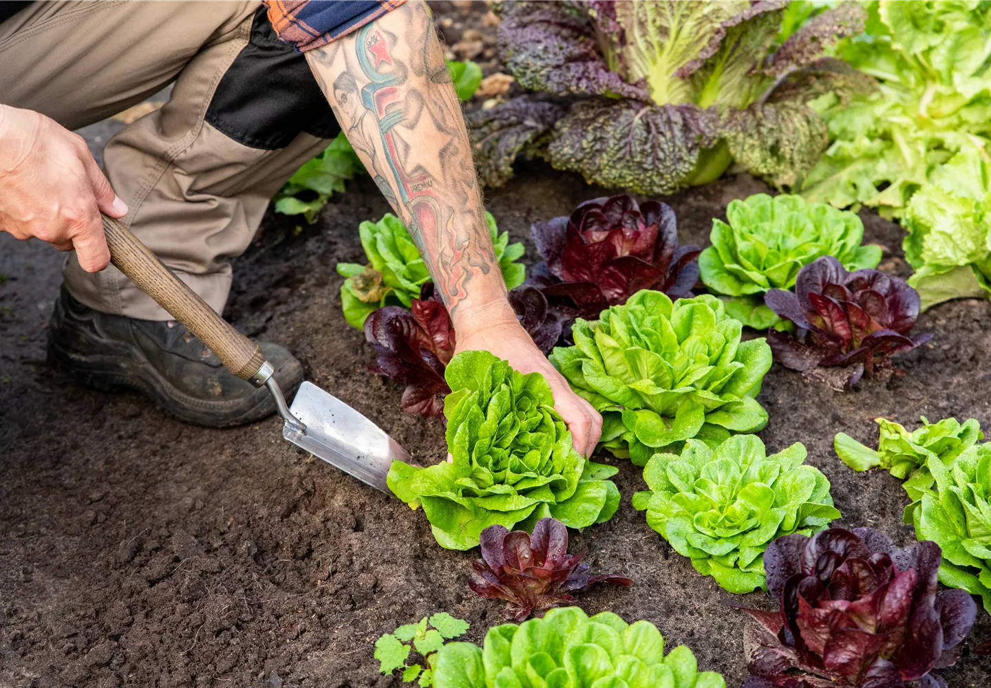Gartengeräte - Mann erntet Salat mit Pflanzkelle Gartengeräte - Mann erntet Salat mit Pflanzkelle