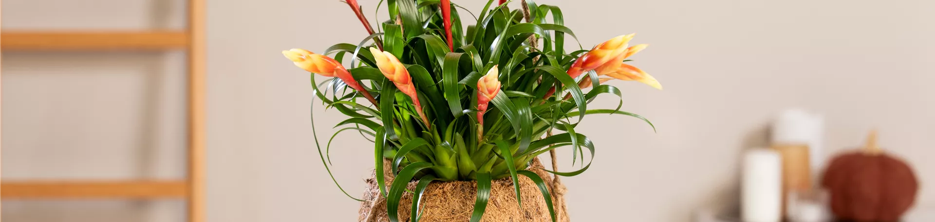 Vriesea 'Astrid'