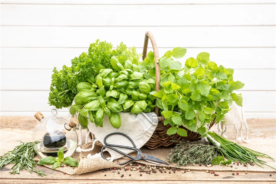 Kräuter Samen / Saatgut günstig online kaufen | Florado.de